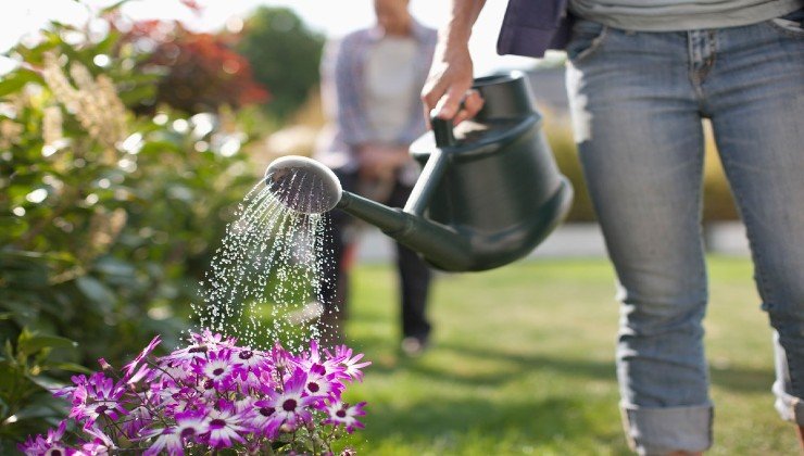 Water the plants