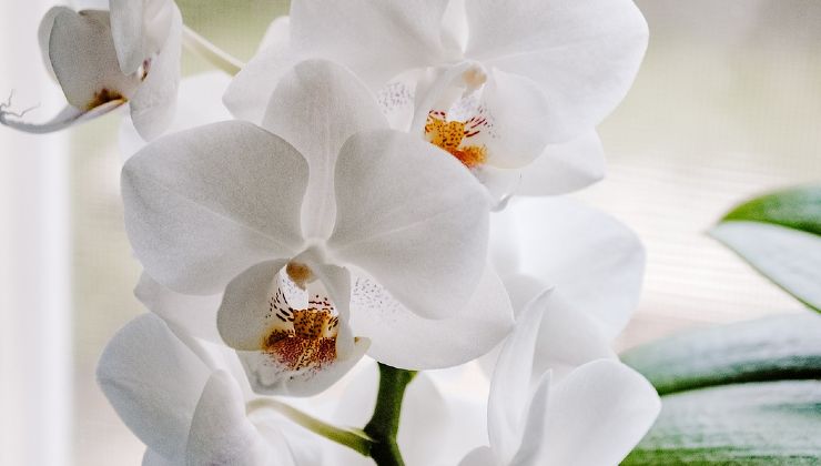 Orchid