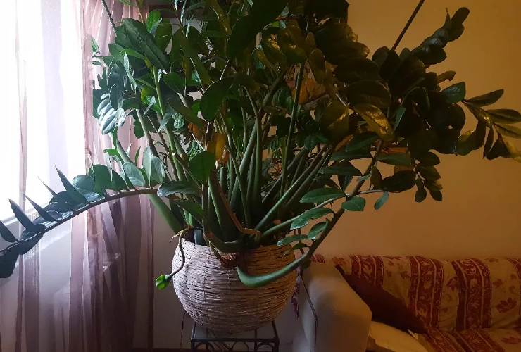 Evergreen plant