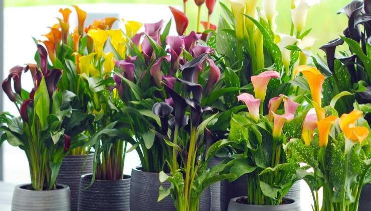 Flowering plants