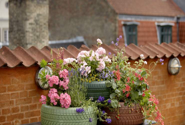 Geraniums