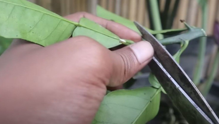 Limoni da talee Lemons from cuttings