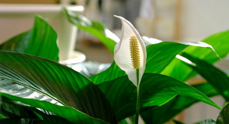Peace lily