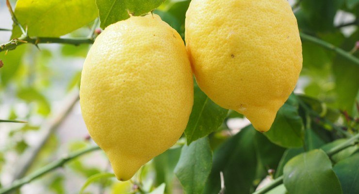 Lemon plant Growing the lemon plant