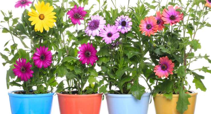 Flowering plants