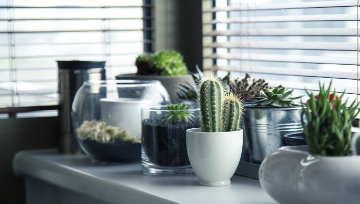 Plants: the special ingredients