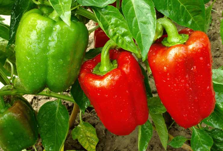 Pianta di peperoni Pepper plant