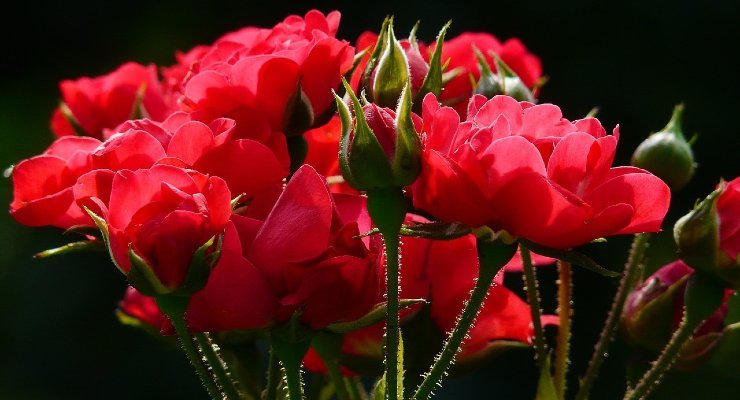 planting rose inside tomato planting rose inside tomato