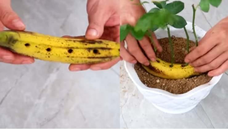 Come moltiplicare le rose con una banana How to multiply roses with a banana
