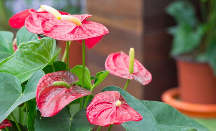 Anthurium Anthurium
