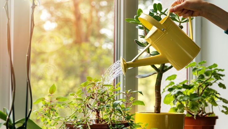 Fungicide for plants