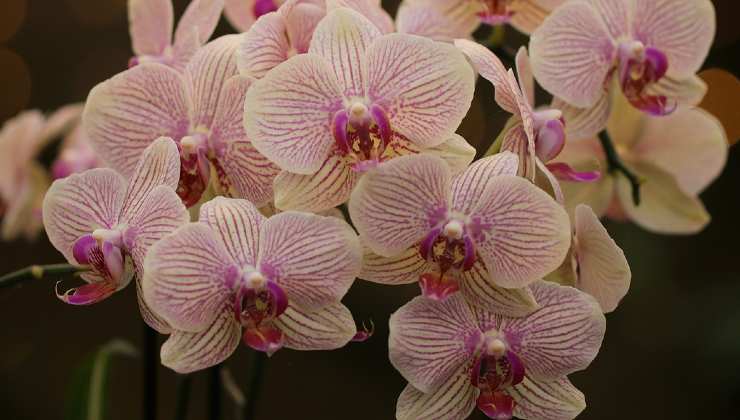 orchid leaves orchid leaves
