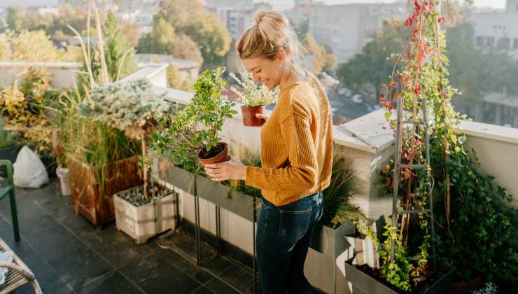Planting basil at home Planting basil at home