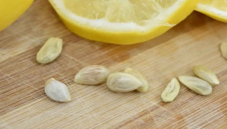 Lemon seeds Lemon seeds