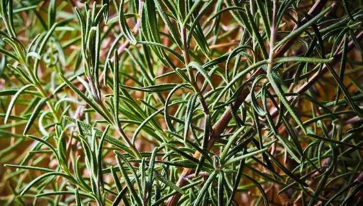 Rosmarino rigoglioso Lush rosemary