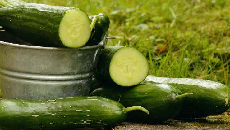 Propagazione cetrioli dalle talee Propagation cucumbers from cuttings
