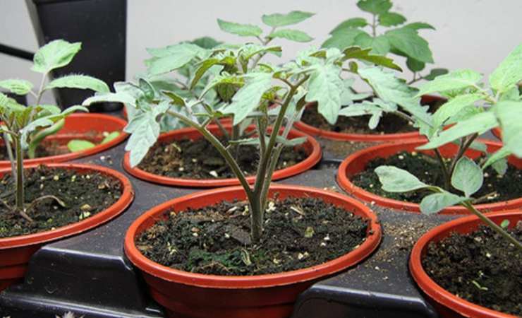 Preparation for growing seedlings Preparation for growing seedlings