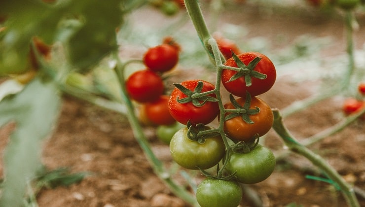 Downy mildew in tomatoes Downy mildew in tomatoes
