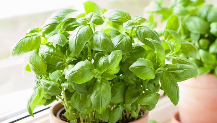 Basil at home