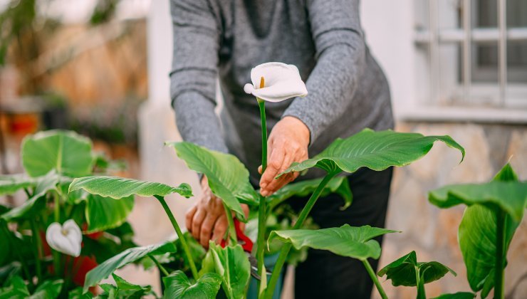 Calla: here's the ingredient to save money