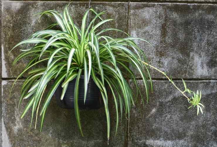 Spider Plant