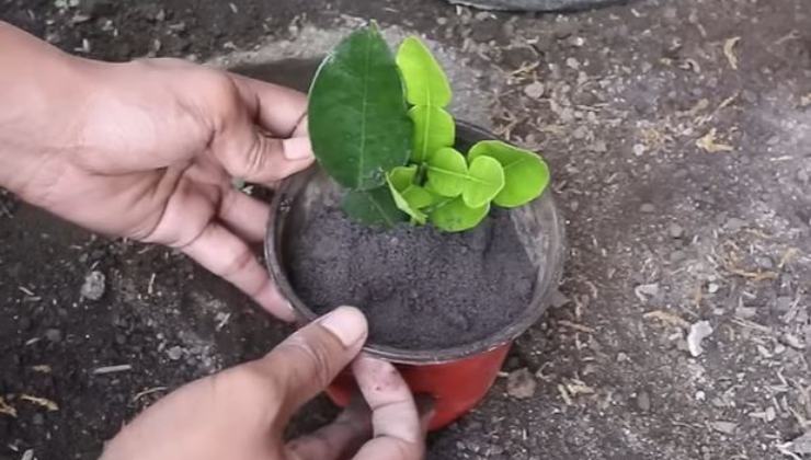 Piantare una talea di limoni Planting a cutting of lemons