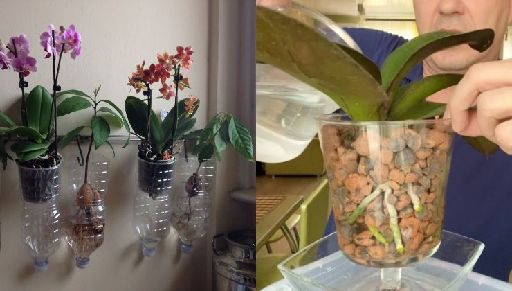 Orchids