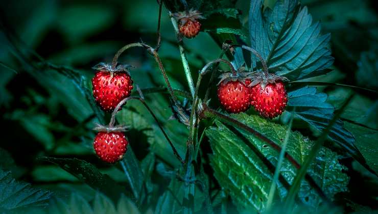 Growing strawberries