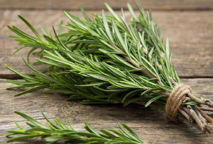 Rosemary plant