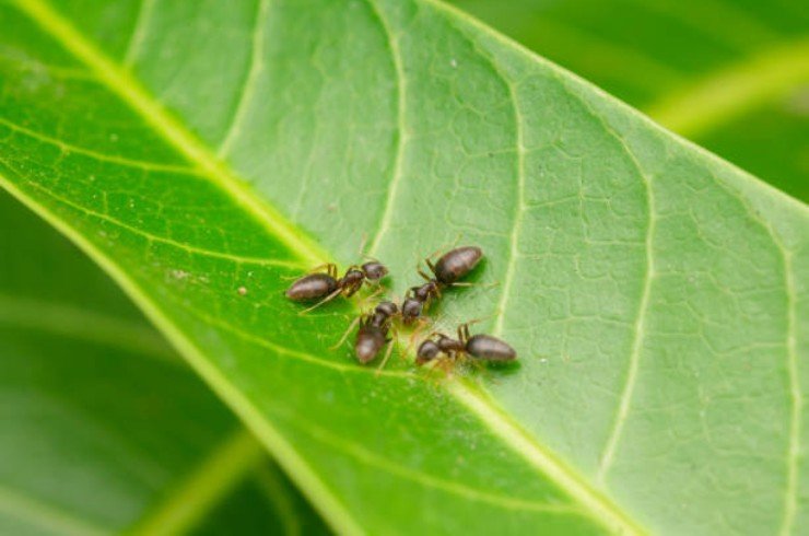 Ants