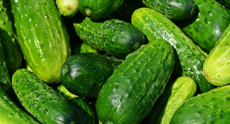 Evita malattie ai cetrioli Avoid diseases to cucumbers